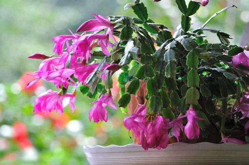 《光遇花树祝福攻略：快速提升好感度秘籍》