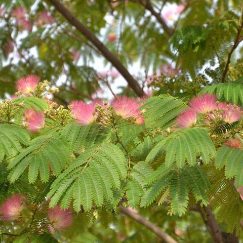 梦幻新诛仙合欢派法宝攻略：最佳选择揭秘