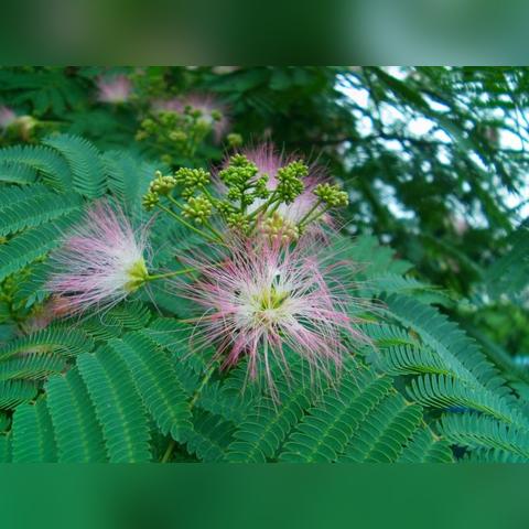 梦幻新诛仙合欢派法宝攻略：最佳选择揭秘