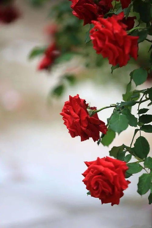 《光与夜之恋北极星攻略：揭秘其强大作用与玩法》