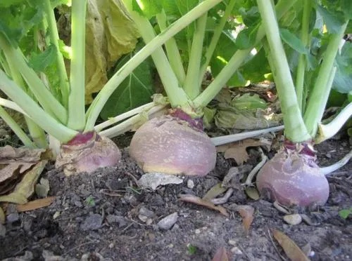 四季物语芜菁种植攻略：轻松培育巨型芜菁秘籍