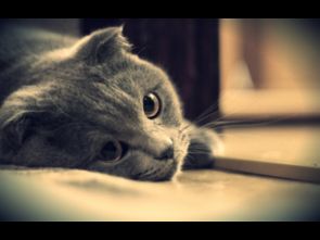 猫咪游戏盘点：十大热门猫游戏推荐，不容错过！