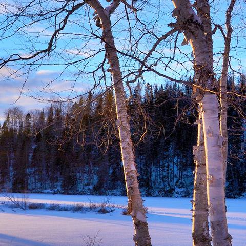 摩尔庄园手游轻松变身！教你一招变鸽子攻略秘籍