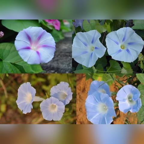 《桃园深处牵牛花：独家育种秘籍大公开》