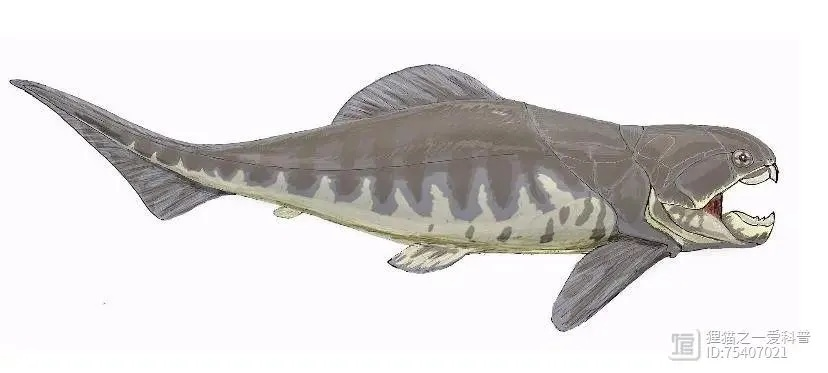 山海进化录：鳙鳙鱼神秘位置大揭秘！进化形态全解析