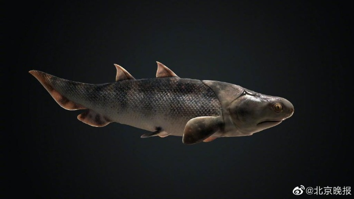 山海进化录：鳙鳙鱼神秘位置大揭秘！进化形态全解析