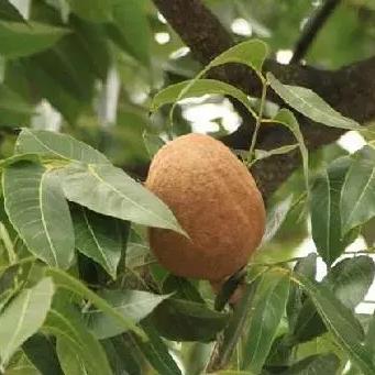 《小动物之星手榴弹攻略：实战技巧深度解析》