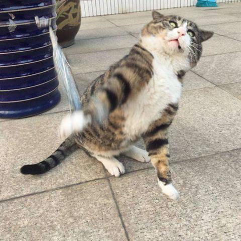 《惊悚来袭！盘点十大热门突发惊吓游戏》