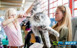 猫咪游戏盘点：十大必玩猫游戏推荐，不容错过！