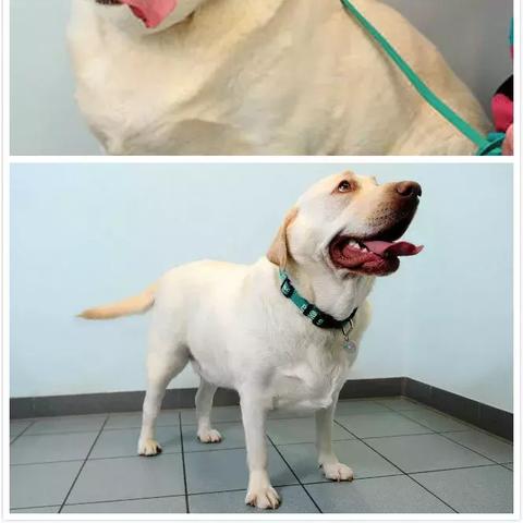 《仓鼠球神教奇遇攻略：揭秘小动物之星玩法秘籍》