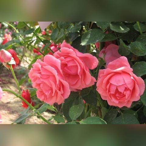 花店物语花种快速获取指南，独家攻略揭秘