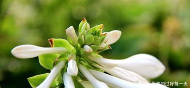 《玉簪花获取秘籍：花店物语高效鲜花攻略》