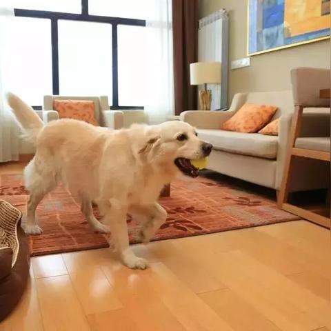 《热门下载！盘点最受欢迎的宠物游戏TOP10》