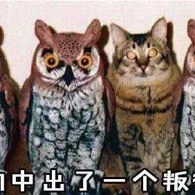 《契约值解析：揭秘狼人对决中的关键点数奥秘》