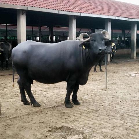 摩尔庄园手游：轻松解锁生牛奶攻略，快速获取秘籍！