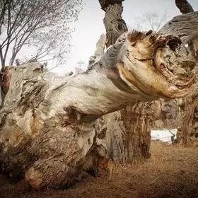 《侏罗纪世界：进化3》揭秘园区管理攻略，探索全新进化奥秘