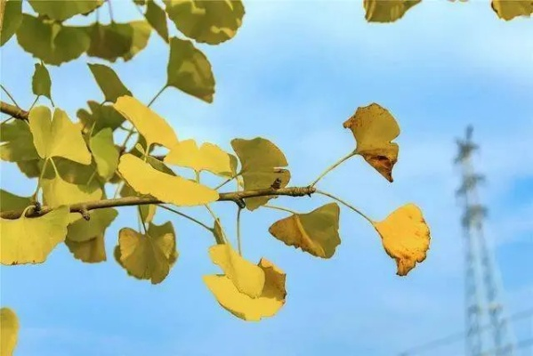 女主复仇路，银杏树见证：探寻《羊蹄山之魂》救赎奥秘