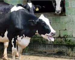 剑星奶牛比基尼MOD！独家体验，畅玩新境界