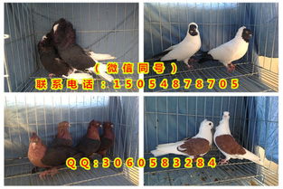 《爆连方块》新品节Demo亮相：融合肉鸽元素，俄罗斯方块新玩法来袭！