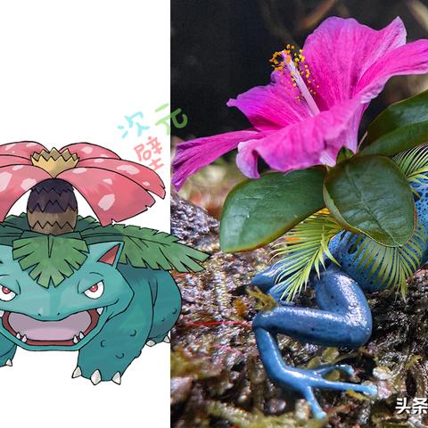 宝可梦Z-A三代御三家喷火龙攻略：轻松掌握获取技巧