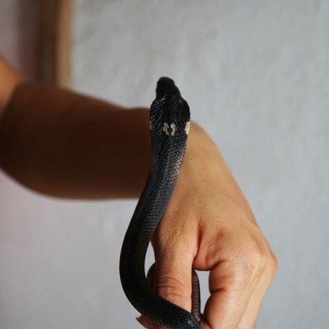 急诊惊魂！老人手提眼镜蛇被咬狂怒，英勇反击现场击毙蛇王