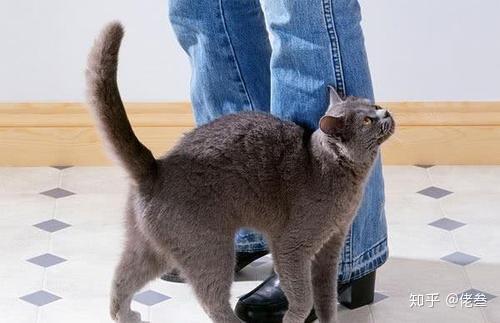 塞浦路斯猫猫比例1:1！哈基米王朝，探索神秘猫界新奥秘