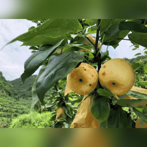 《太敢穿了！》梨体模惊艳亮相日本COS展，COS界新宠诞生