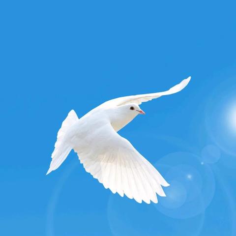 网易首度祝贺QQ音乐，和平鸽事件再掀热潮，内娱和谐新篇章！