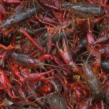 《宝可梦传说Z-A》揭秘：宝可梦排泄新机制，探索生态奥秘