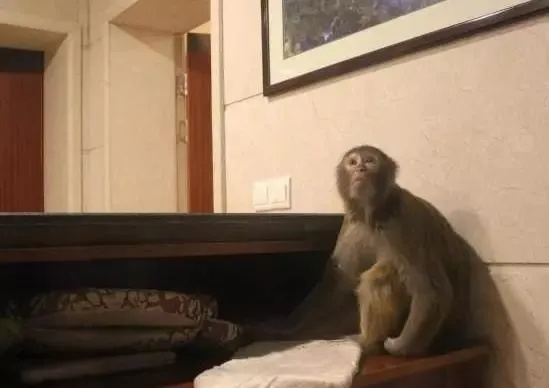 西藏奇遇：男子回酒店惊见猴子优雅坐床，零食散落一地！