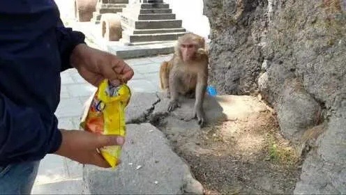 西藏奇遇：男子回酒店惊见猴子优雅坐床，零食散落一地！