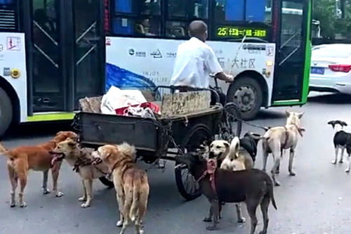 惠州街头奇观：多人模仿狗爬学叫，企业制度调整引关注
