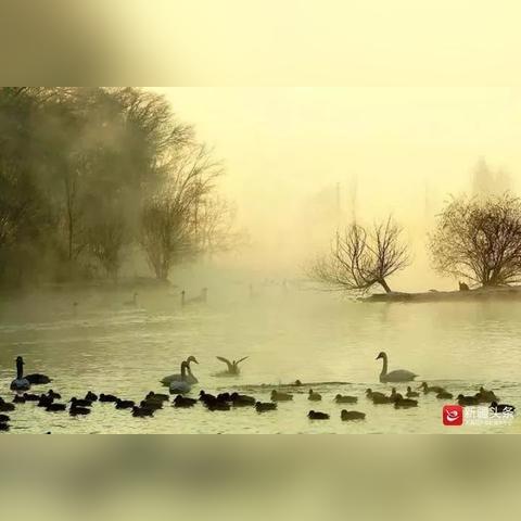 孔雀惨遭投喂悲剧，主人烹饪并告知邻居，揭秘惊人真相！