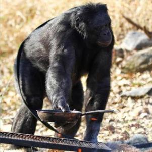 红山动物园命名大猩猩：野菜F4命名大受欢迎，创意命名新潮流