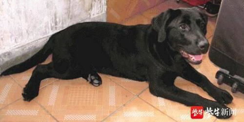 拉布拉多骑电动车奇观，主人全程守护见证萌宠新风尚