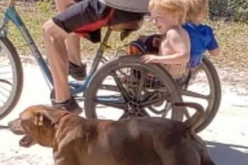 拉布拉多骑电动车奇观，主人全程守护见证萌宠新风尚