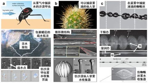 蓝砚突破必备！高效收集路线全解析，轻松解锁新境界