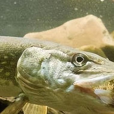 《生化危机4》重制版凶猛疯狗任务攻略：高效通关技巧解析！