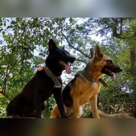 《生化危机4》重制版凶猛疯狗任务攻略：高效通关技巧解析！