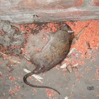 《生化危机4重制版》鼠害治理1攻略：高效灭鼠技巧全解析，轻松通关！