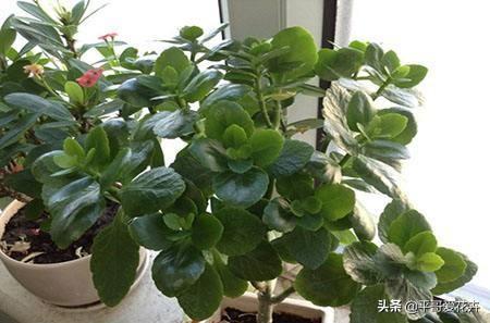 解锁乌冬旅店金桔盆栽攻略：快速获得盆栽技巧分享