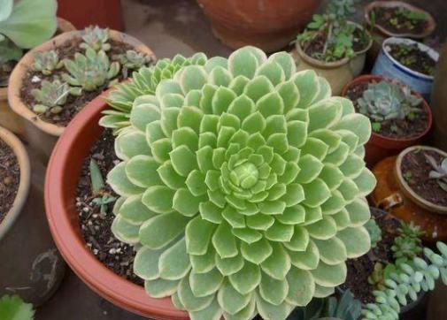 解锁乌冬旅店金桔盆栽攻略：快速获得盆栽技巧分享