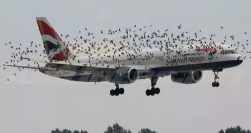 天外来客撞击惊现奇观，飞机无奈迫降揭秘新篇章