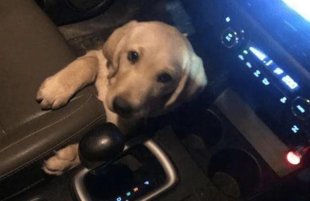 拉布拉多驾车奇闻引热议，车主直面争议态度硬核