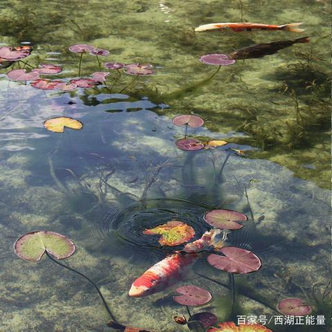 春季狂欢！揭秘《心动小镇》锦鲤藏匿地，解锁独家福利！