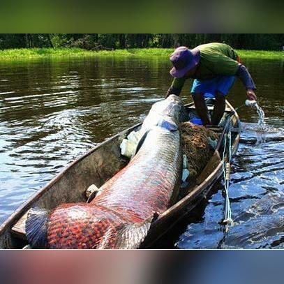 《荒野大镖客2》渔夫任务攻略：高效捕鱼技巧揭秘，轻松得鱼！