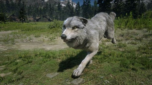 荒野大镖客2全传说动物位置揭秘攻略，解锁隐藏珍稀动物技巧