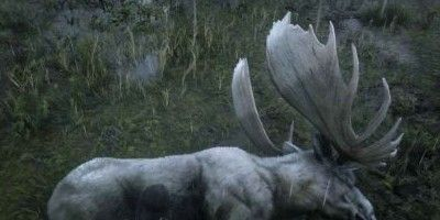 荒野大镖客2寻传说麋鹿秘境攻略，解锁稀有动物位置技巧