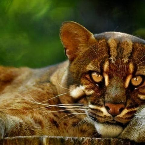 猛兽派对语音技巧揭秘：一键畅聊，轻松开启动物派对新体验