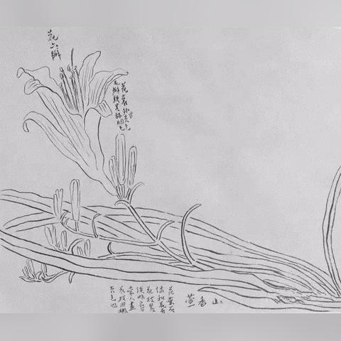 齐白石真迹直播抢购，揭秘60位老人被骗内幕，艺术投资新机遇！